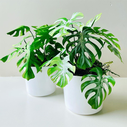 monstera delicios plantes vertes d'intérieur