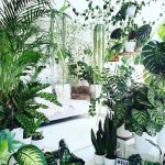 tendencia plantas de interior sencillas de cuidar