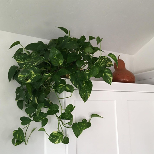 Pothos plantes originales d'intérieur