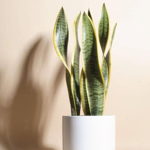 sansevieria plantes de maison 