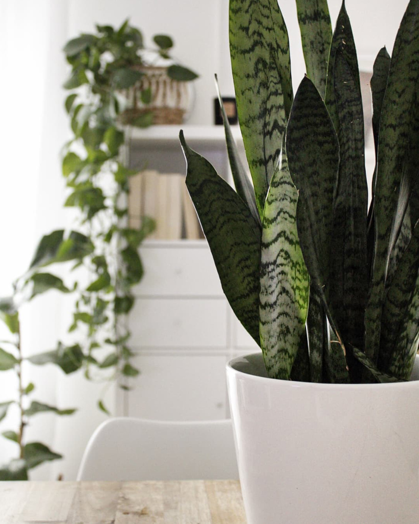 comment entretenir sansevieria bienfaits