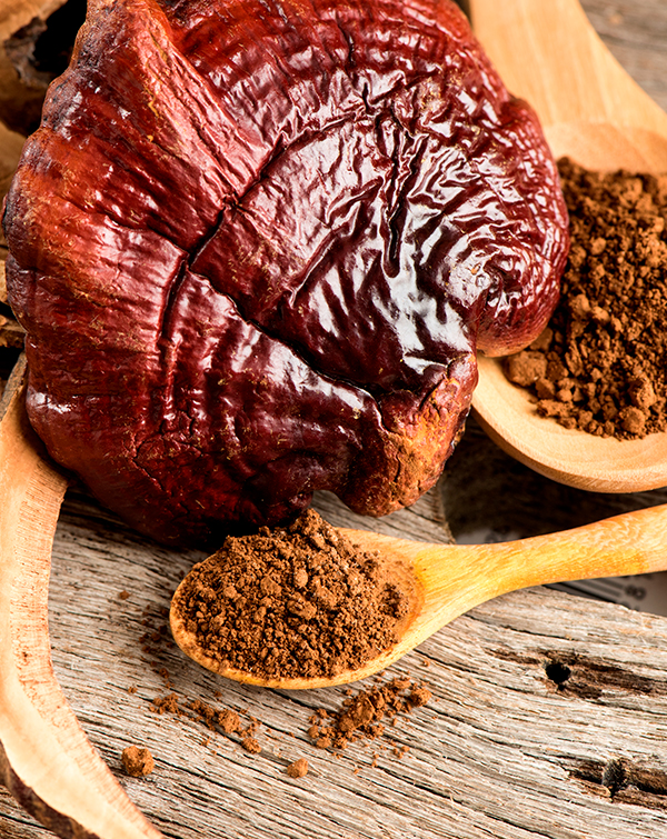 reishi plantas medicinales