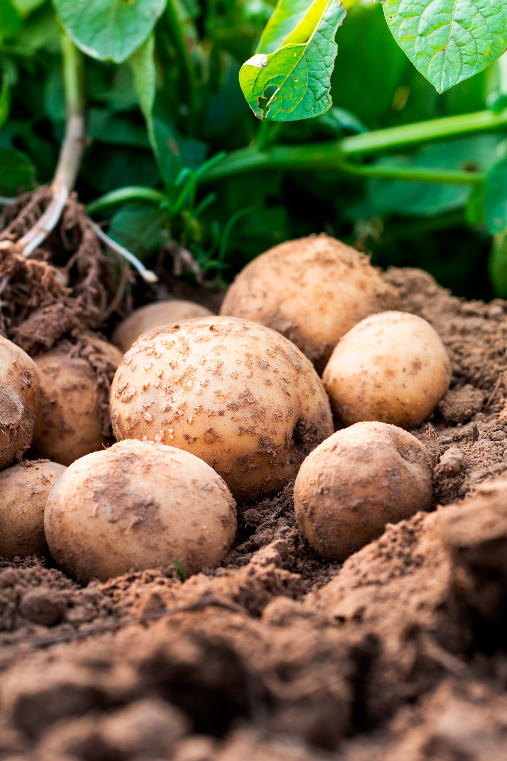 9 Astuces beauté et santé de la pomme de terre