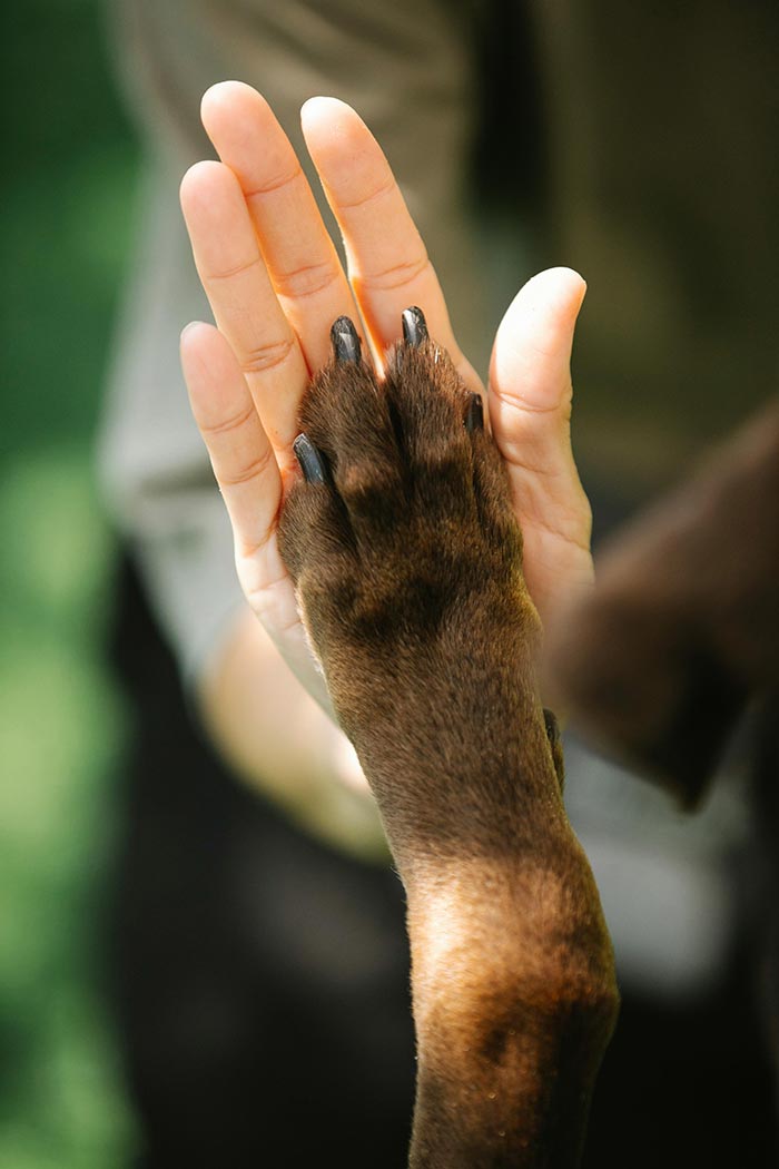 Qu'est-ce qu'un chien nous apporte ? La relation avec notre chien