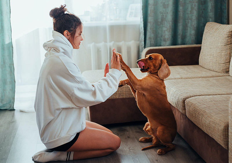 mi perro mi espejo la relación con tu perro 