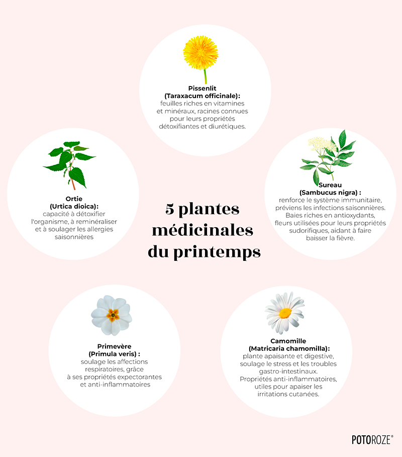 comment utiliser les plantes médicinales 5 plantes médicinales du printemps 