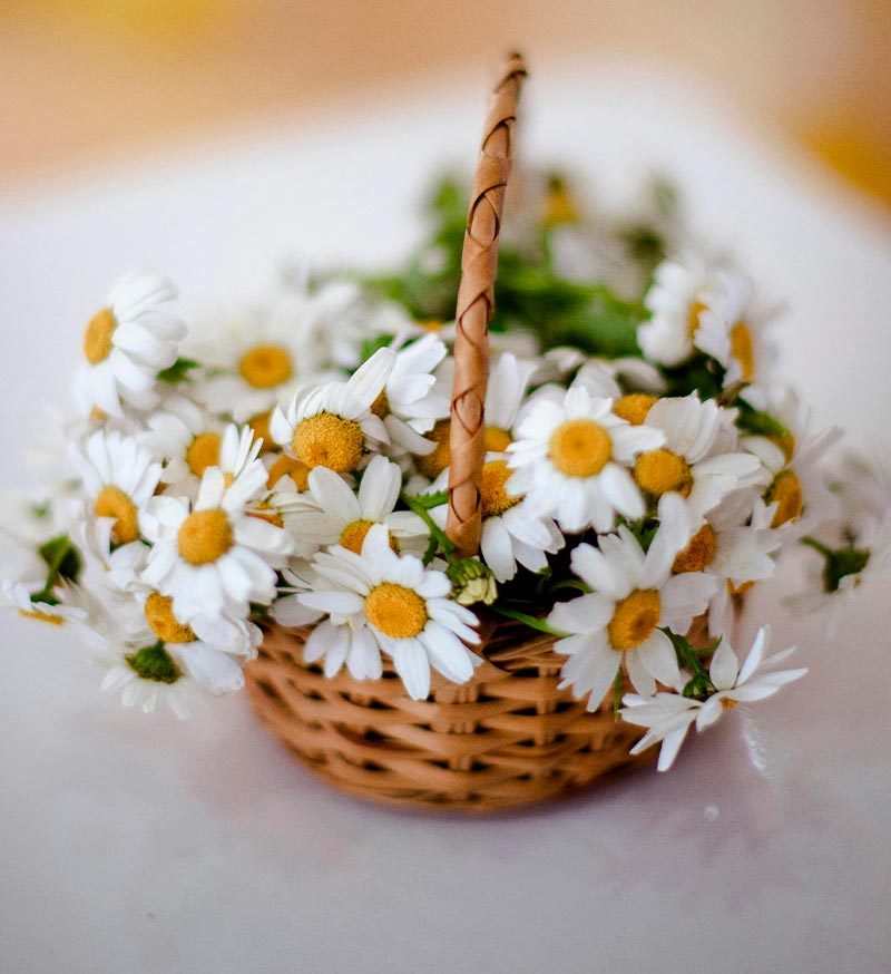 comment utiliser les plantes médicinales 5 plantes médicinales du printemps camomille