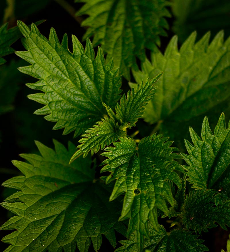 Fitoterapia plantas medicinales primavera ortiga