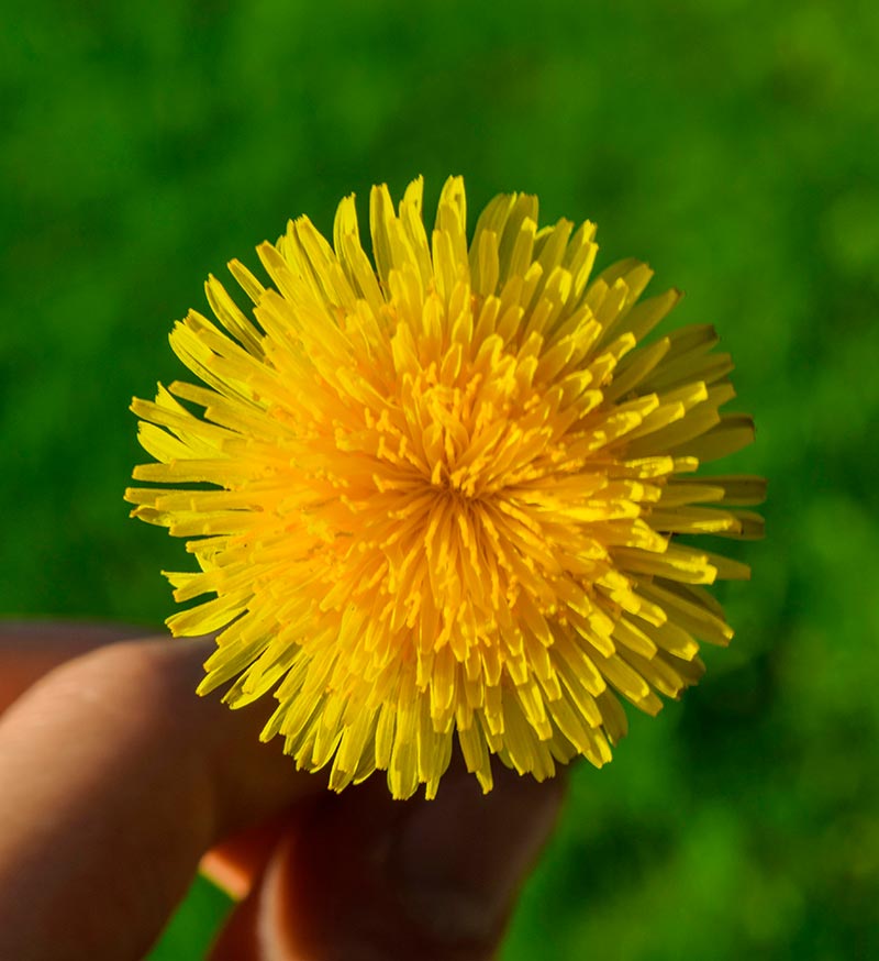 Fitoterapia plantas medicinales primavera diente de leon