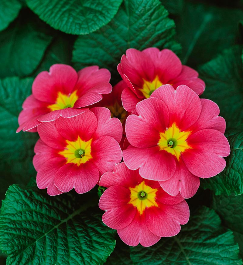 Fitoterapia primula primavera