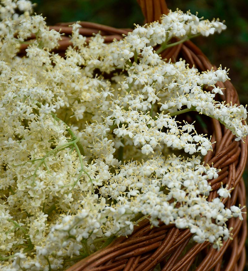 Fitoterapia saúco primavera