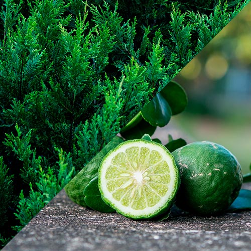 sahumerios caseros con plantas cedro y bergamota