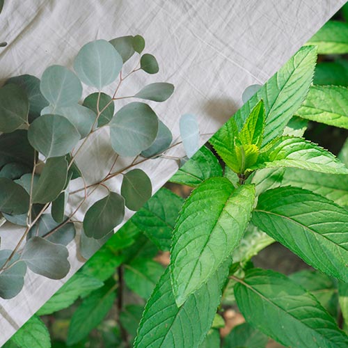 sahumerios artesanales con plantas eucalipto y menta piperita