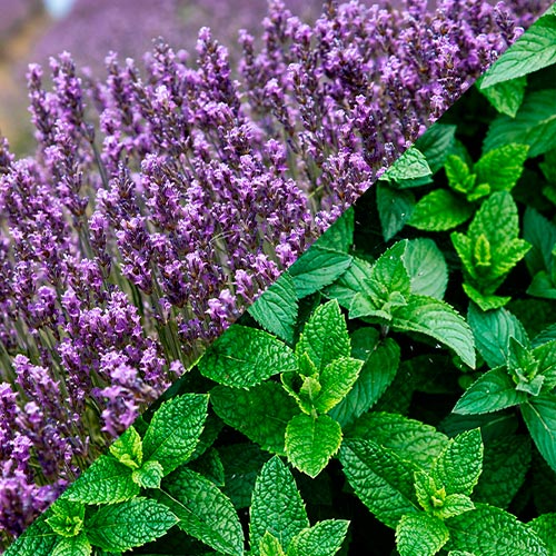 sahumerios caseros con plantas lavanda y menta