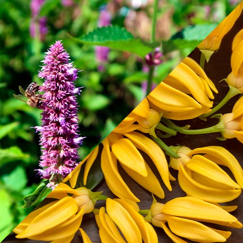 sahumerios artesanales con plantas pachulí y ylang-ylang