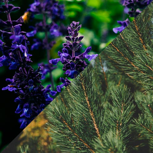 sahumerios artesanales con plantas salvia azul y pino