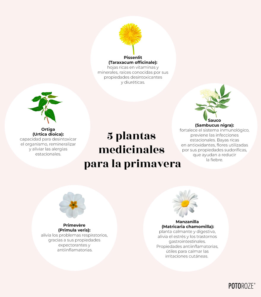 Fitoterapia: 5 plantas medicinales para la primavera